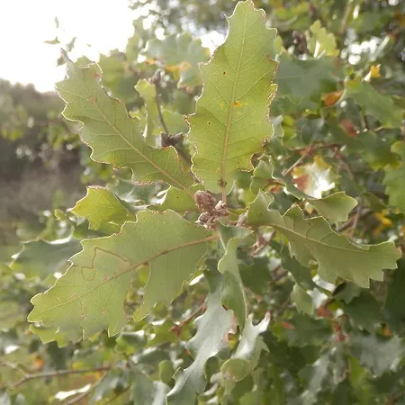 Casa de hóspedes Puial De L Douro 4*