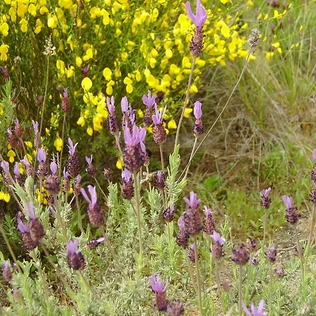 Puial De L Douro Casa de hóspedes