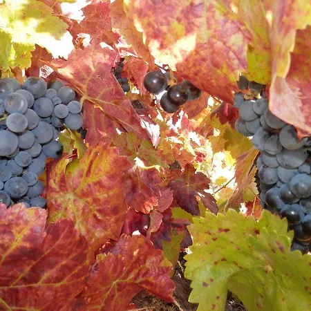 Puial De L Douro