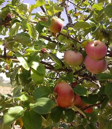 Puial De L Douro 4* Miranda del Duero
