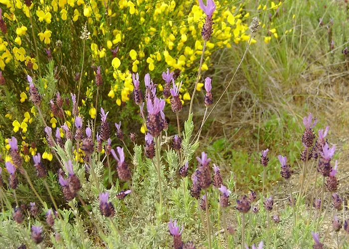 Puial De L Douro בית הארחה
